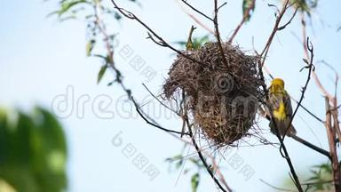 鸟的巢和金雀鸟的巢或枝上的小黄雀